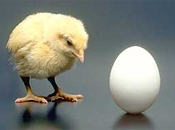 chicken or egg?