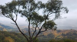 Gold Explorer Doubles Drilling at High-Grade Victoria Project
