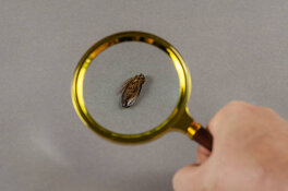 There Never Is 'Only One Cockroach'