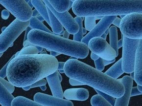 Bacteria to create energy for U.S. Navy