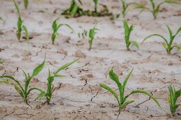 Soaring Fertilizer Prices Threaten to Diminish Crop Yields, Send Futures Even Higher
